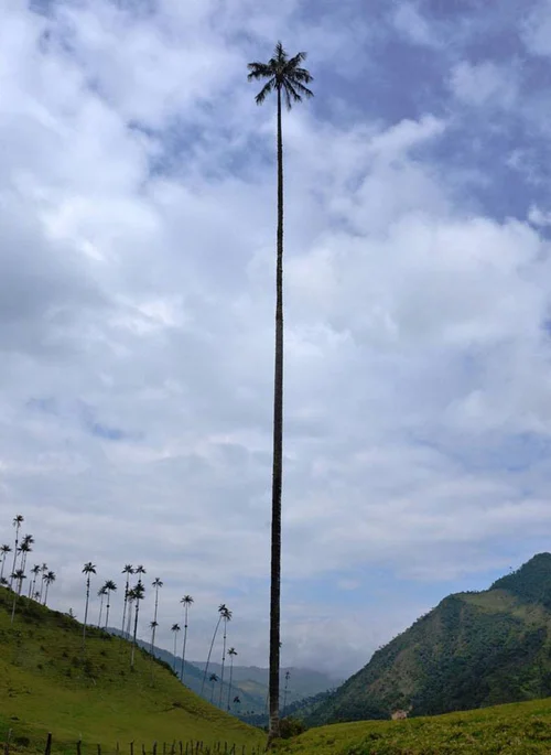 The Tallest Palm Tree In The World — PiqueShow
