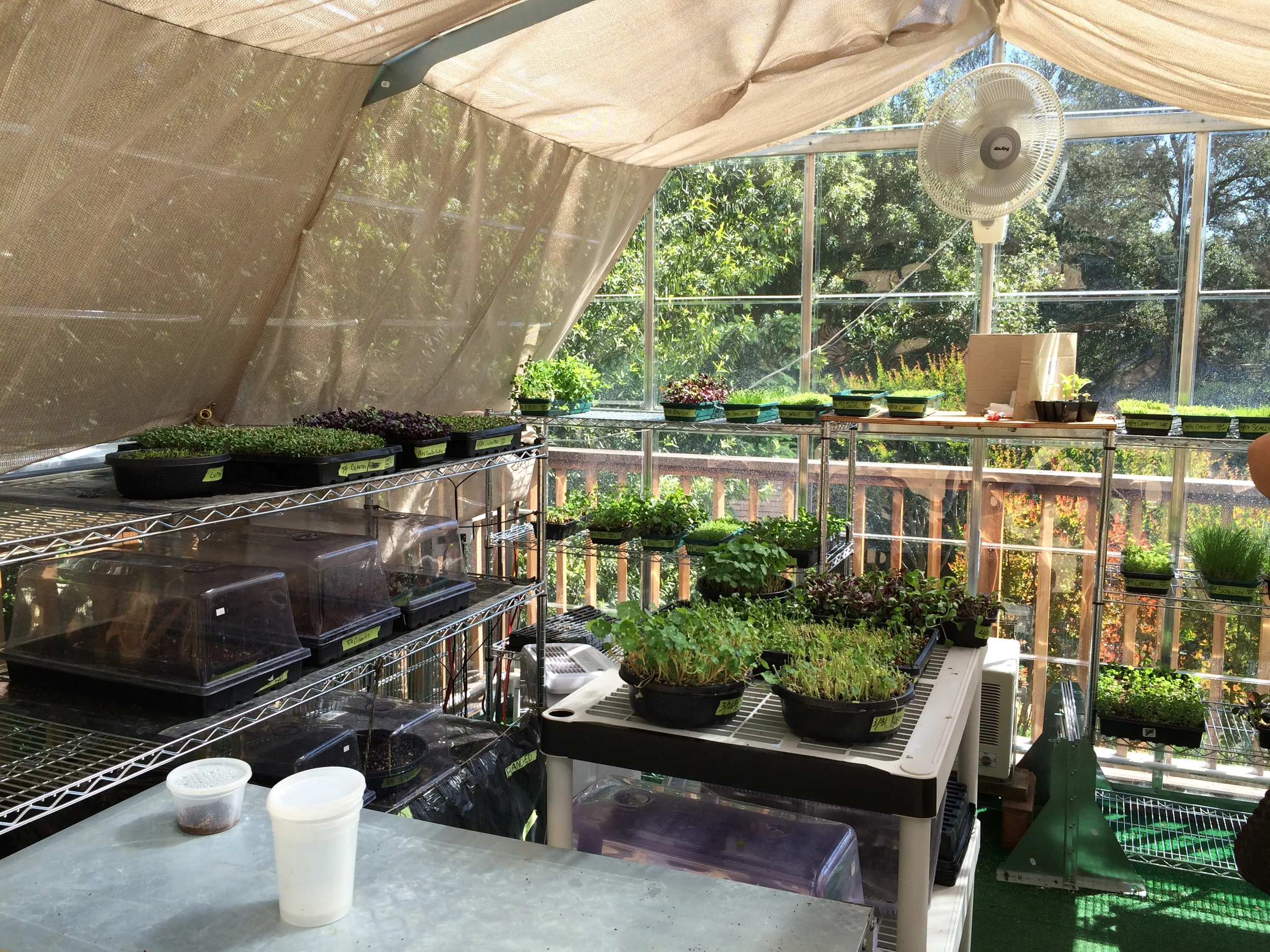 microgreen nursery for a michelin star chef