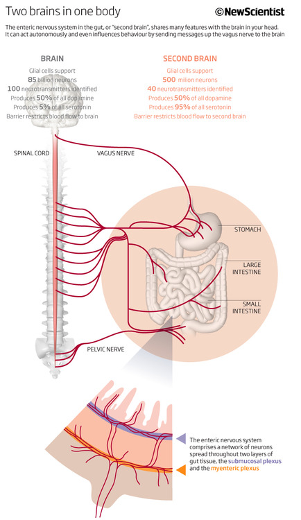 Picture via: Neuroscience Stuff