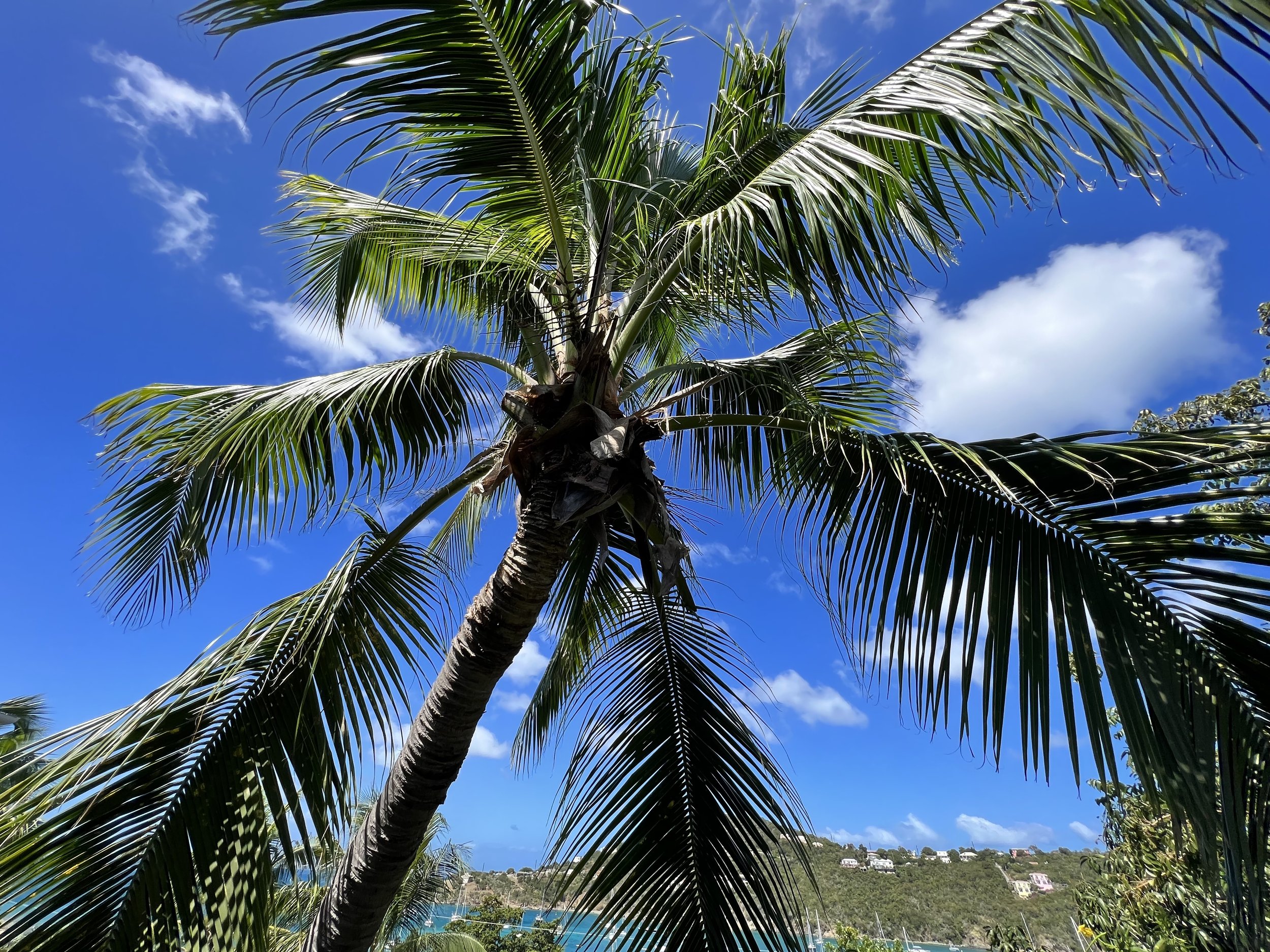 Big palms in the backyard.jpg