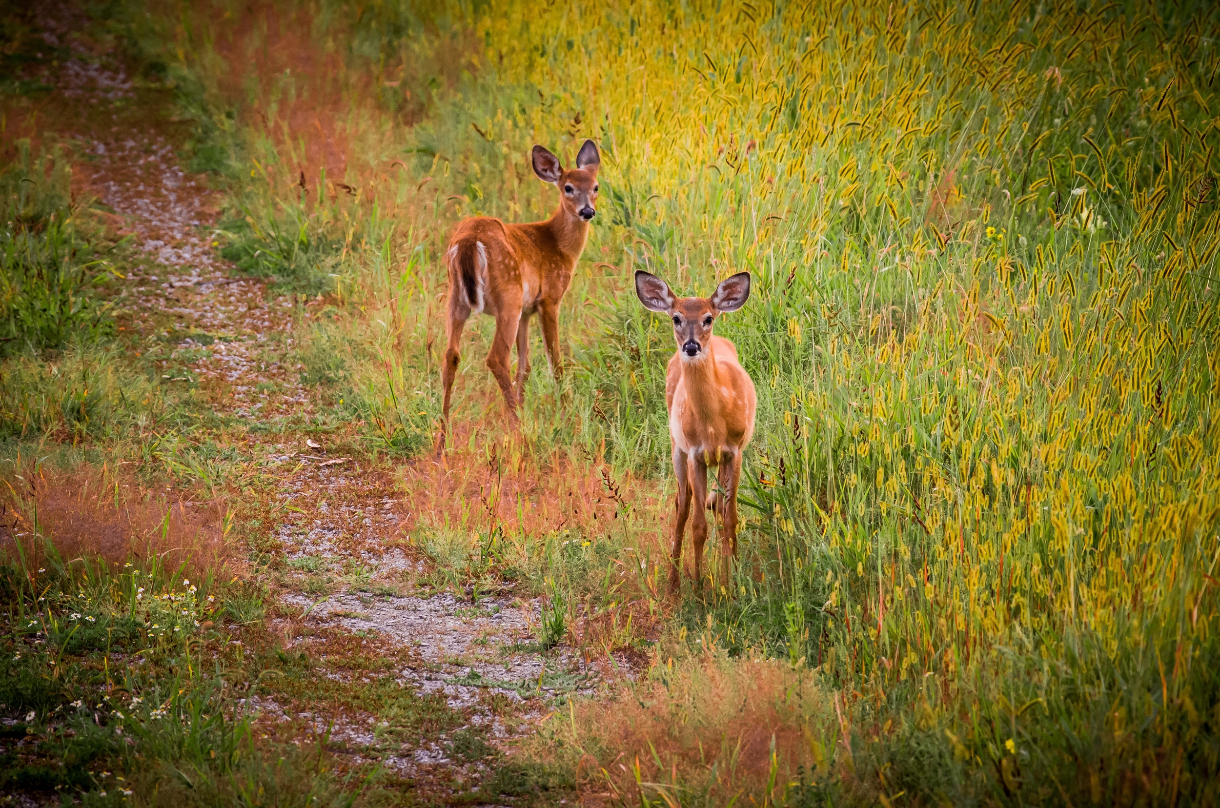 Fawns at Sunset
