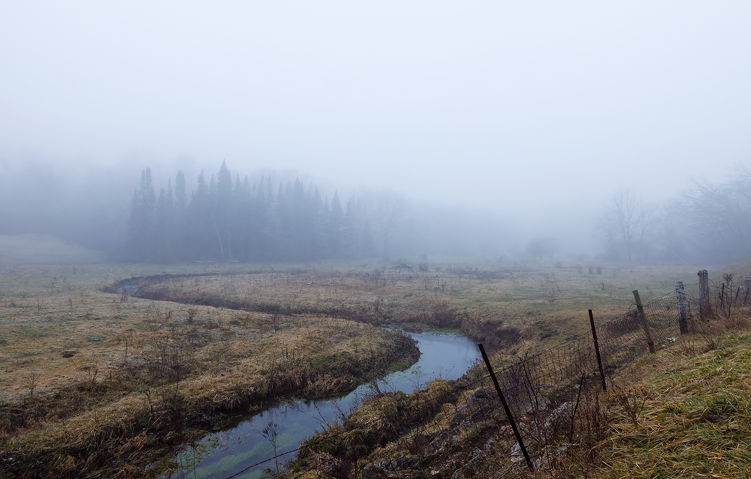 Fog_Field_Web.jpg