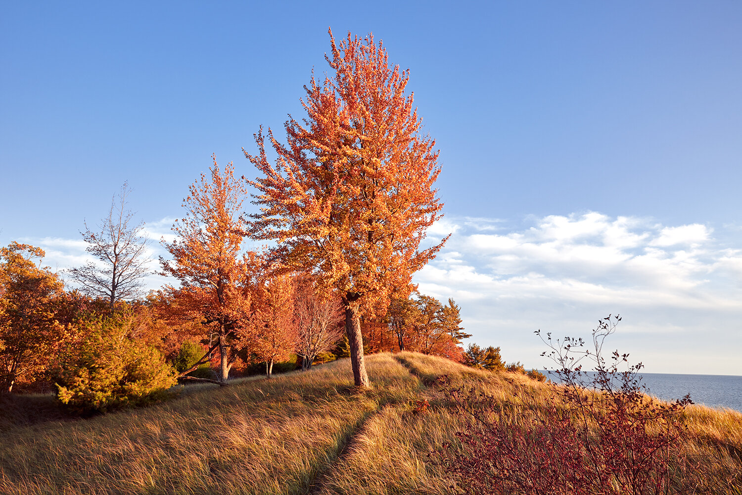 mich-tree-web.jpg