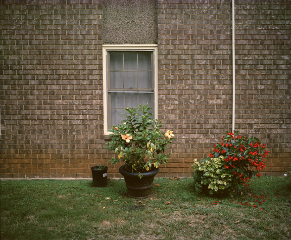orangeflower2.jpg