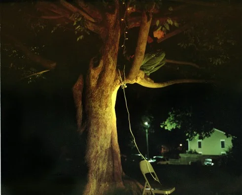 tree.jpg