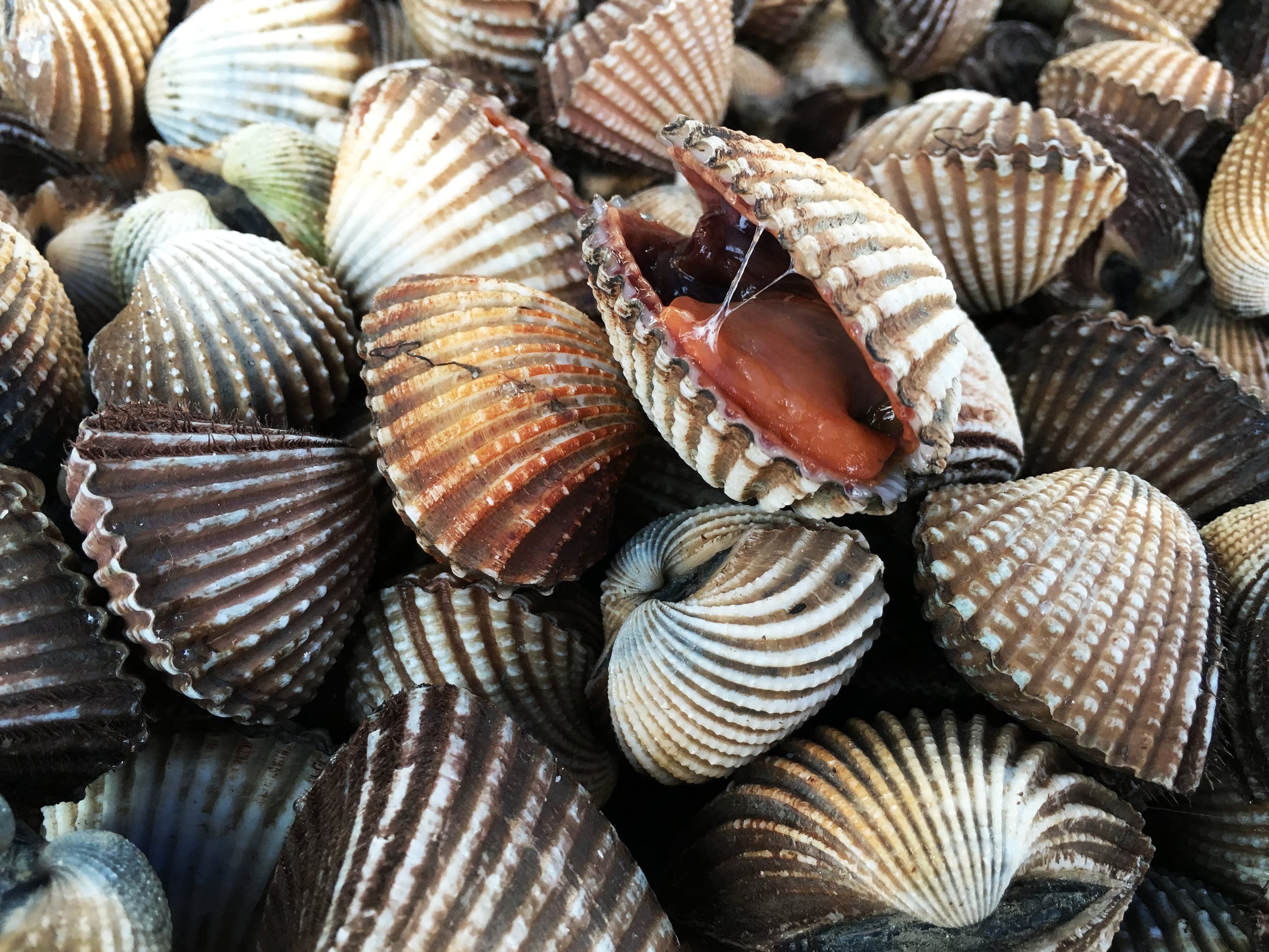 Thailand_Scallops.jpg