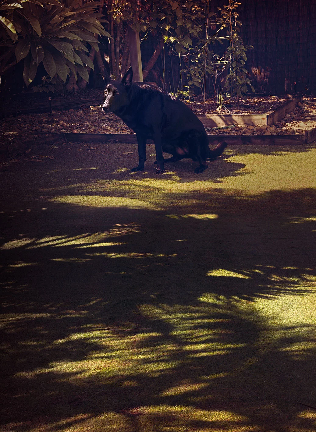 Hound