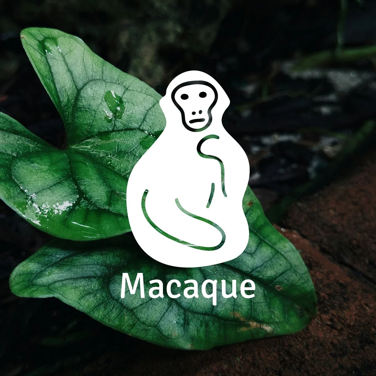Macaque button.jpg
