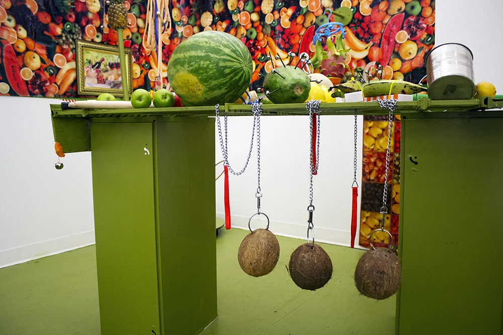 coconuts WEB.jpg