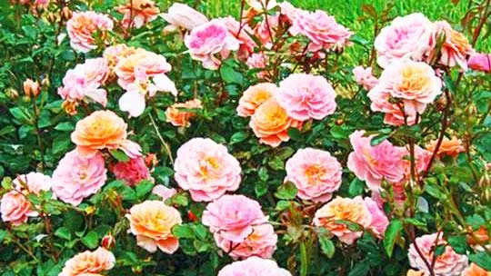 APRICOT DRIFT ROSE