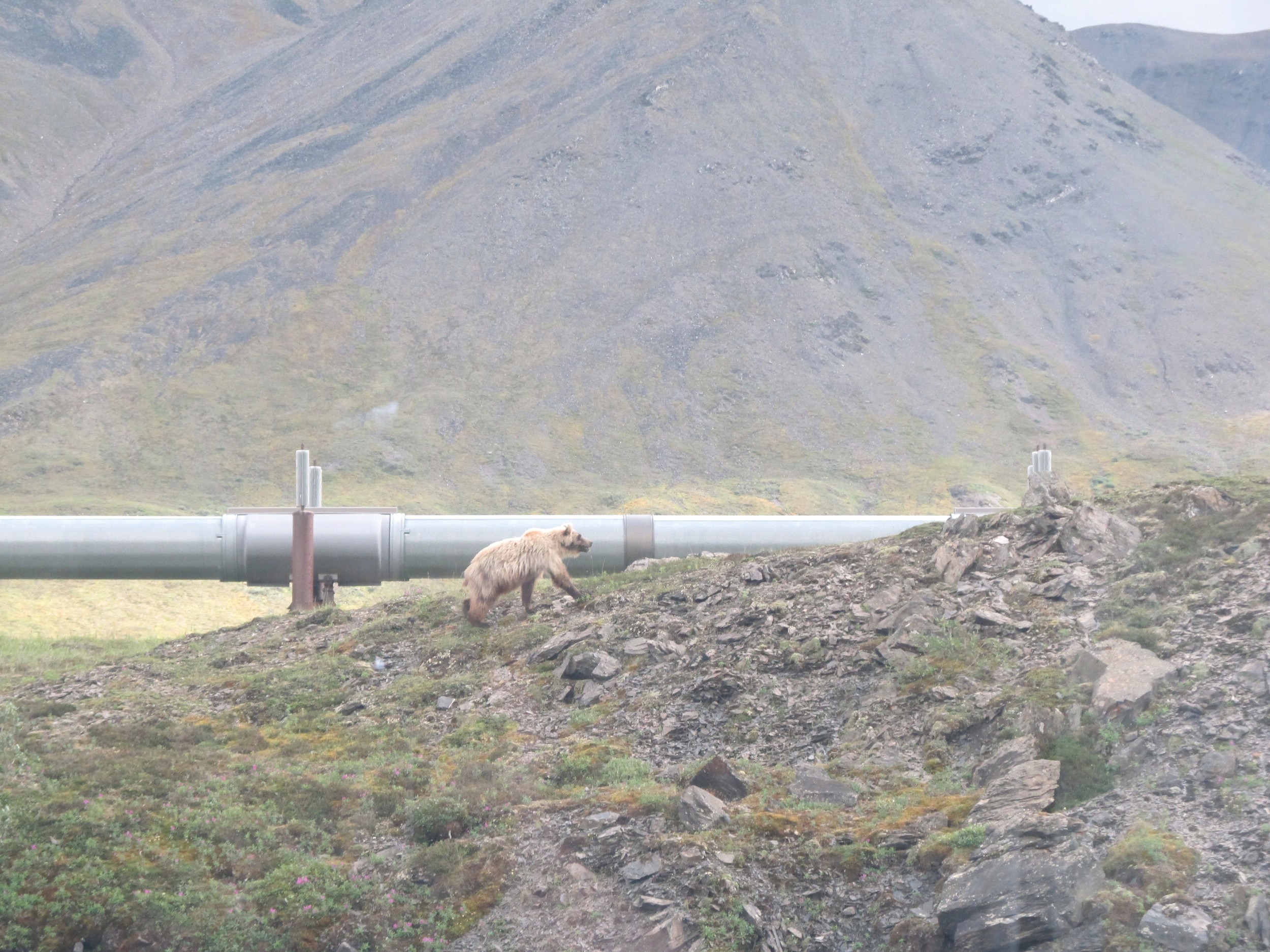 Grizzly and Pipeline Atigun Pass