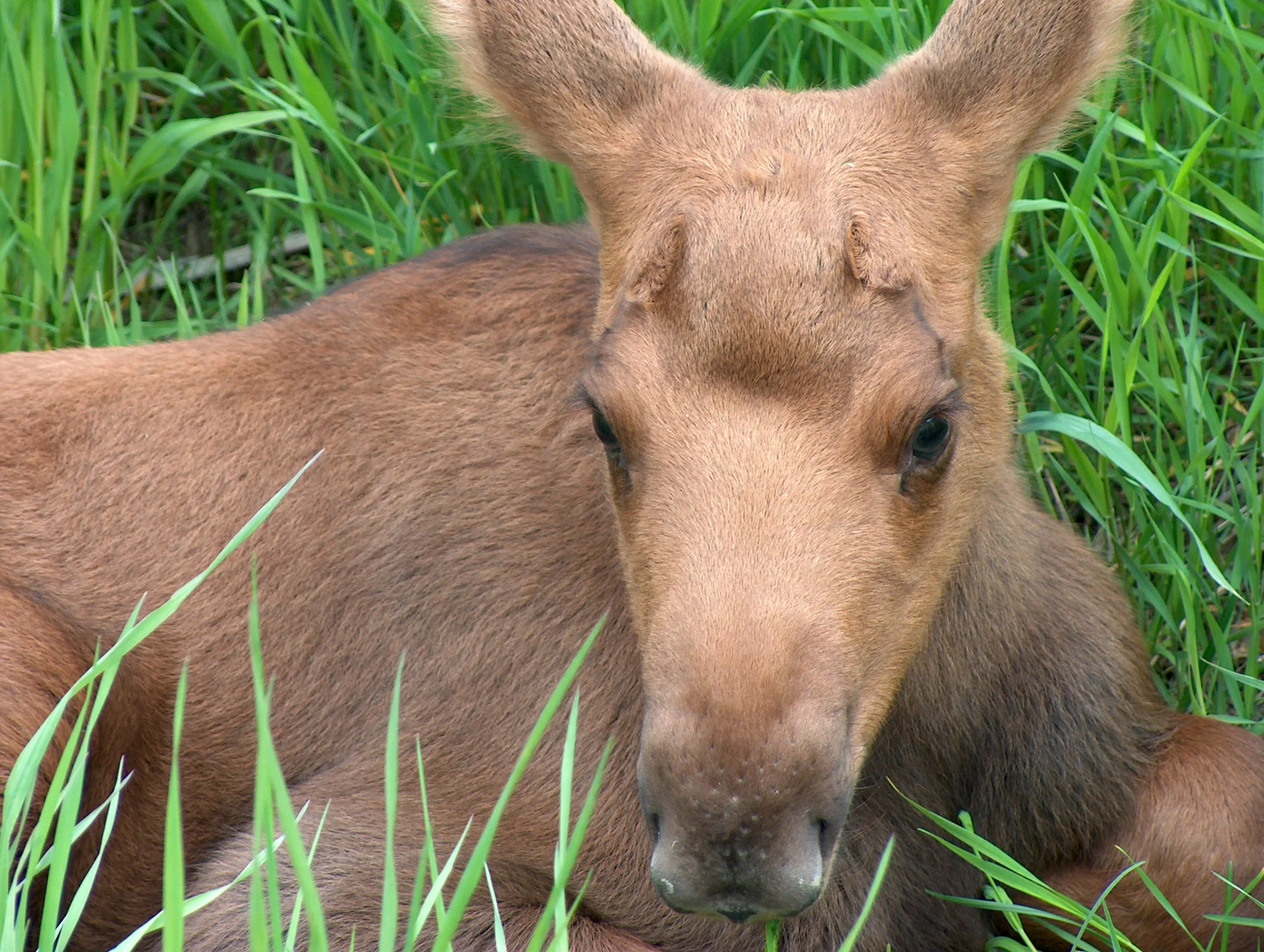 Baby Moose Anchorage
