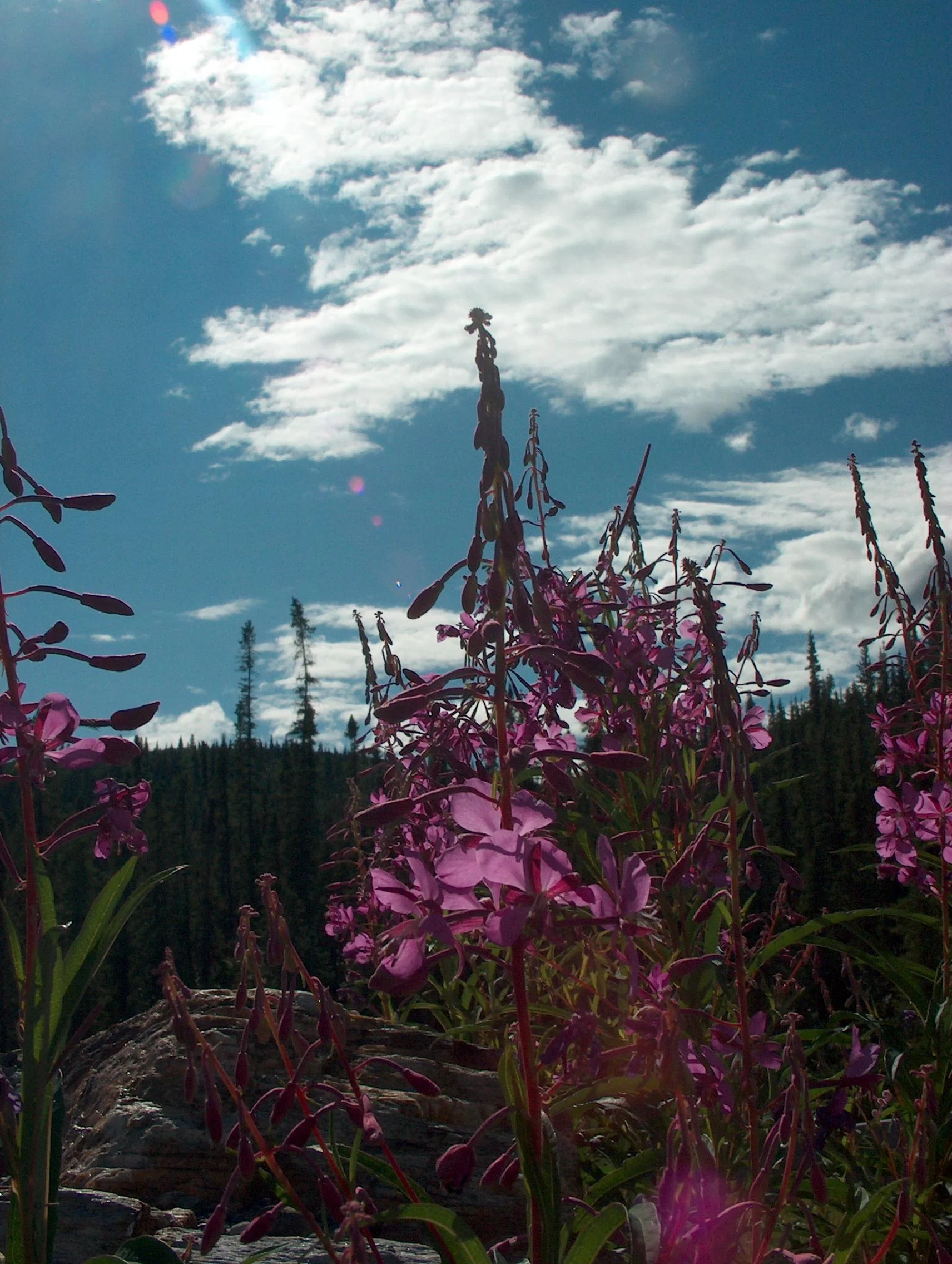 Fireweed