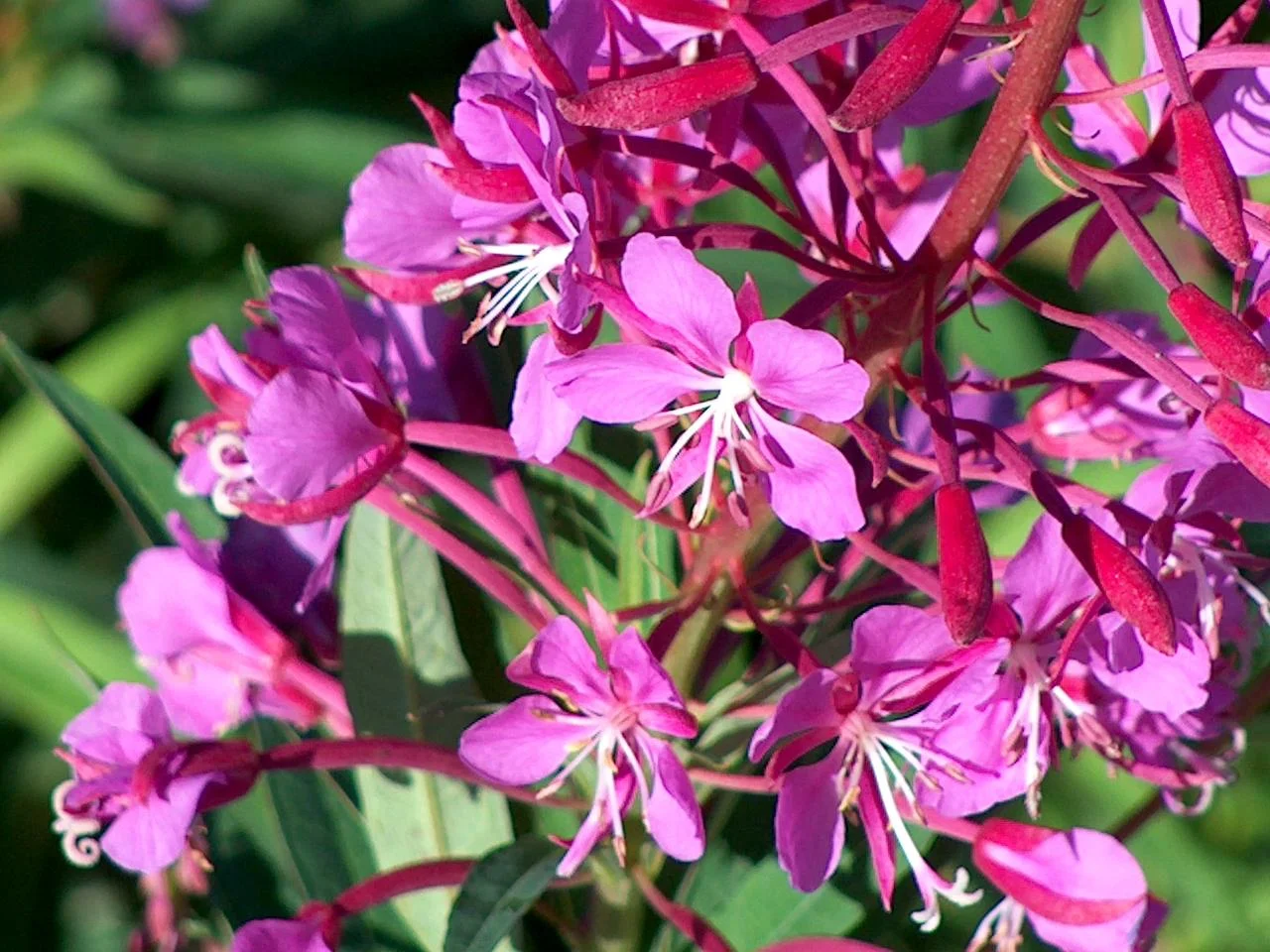Fireweed 