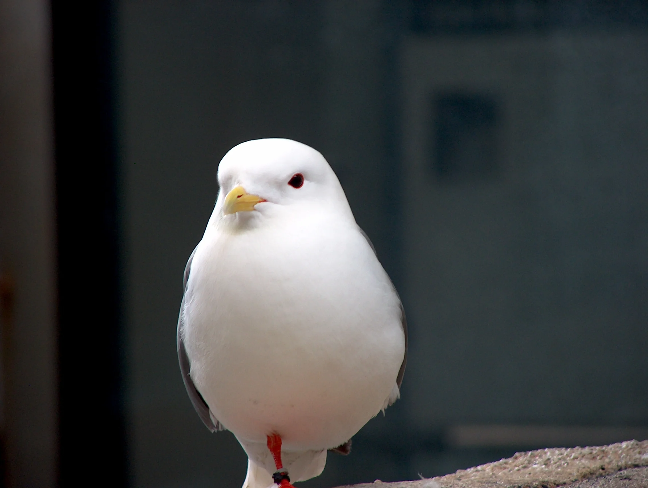 Red Legged Kittiwake in Seward