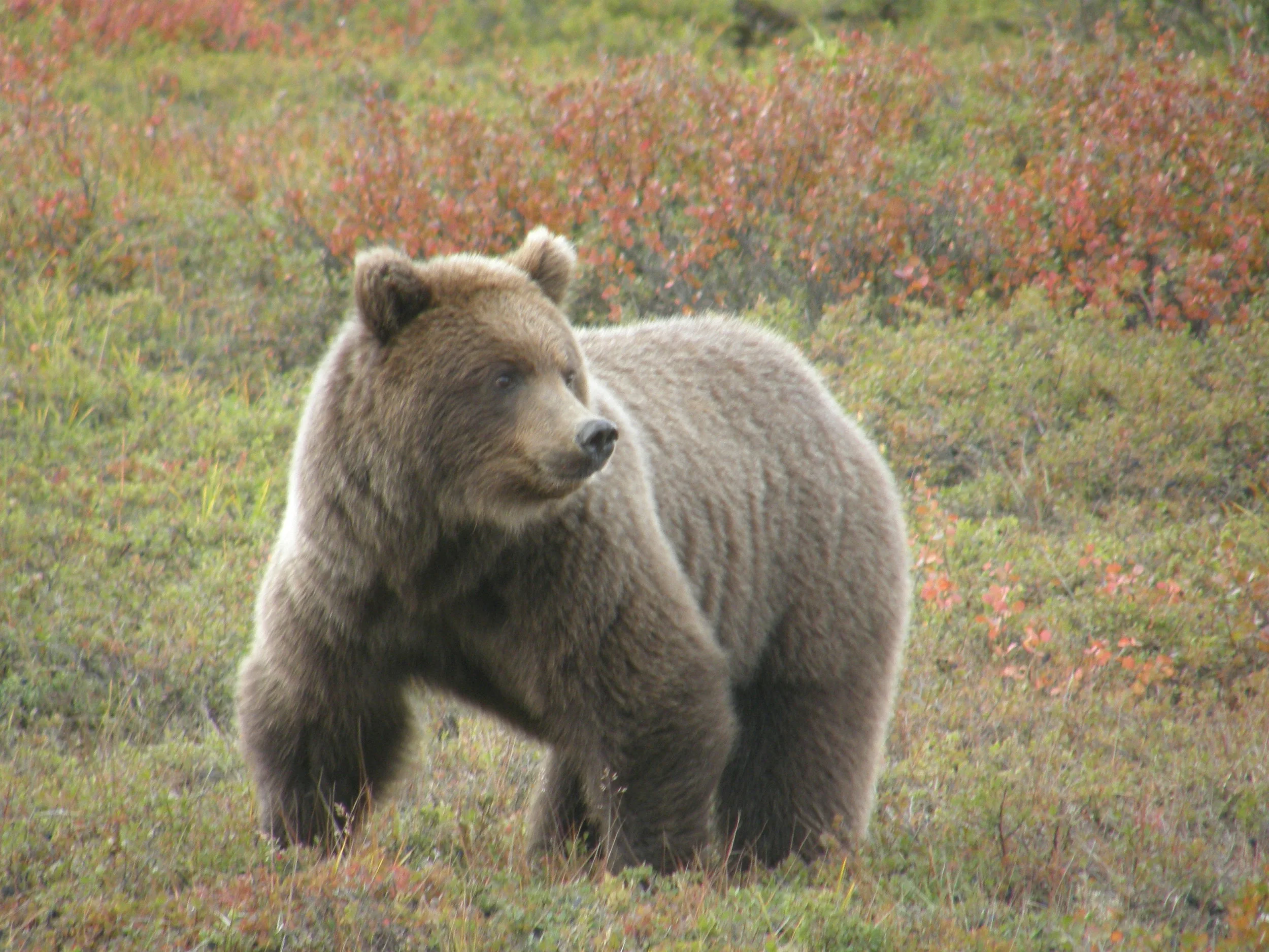 Grizzly Bear in Denali