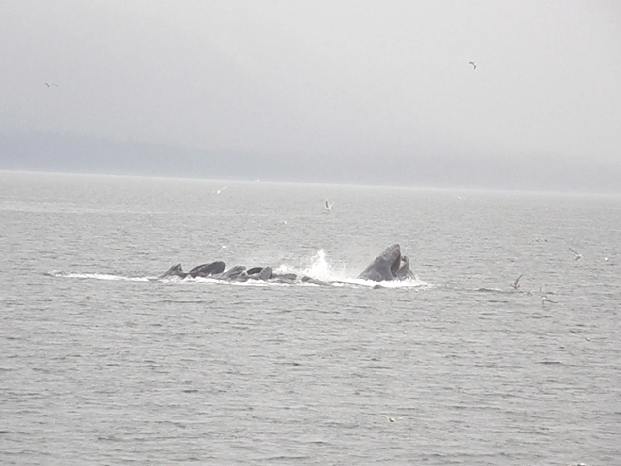 Humpback Whales Bubblenet Feeding Juneau