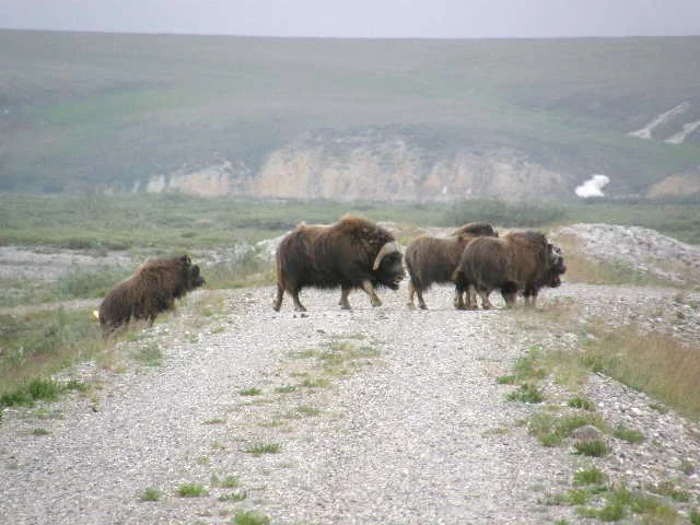 Musk Ox near Prudhoe Bay