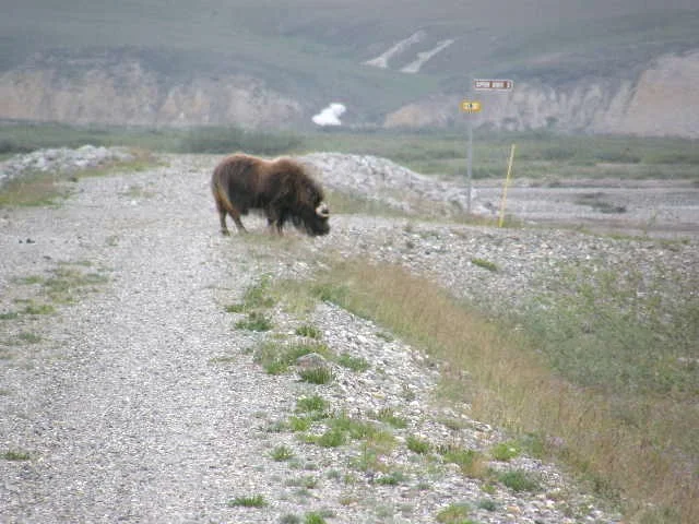 Musk Ox Near Prudhoe Bay