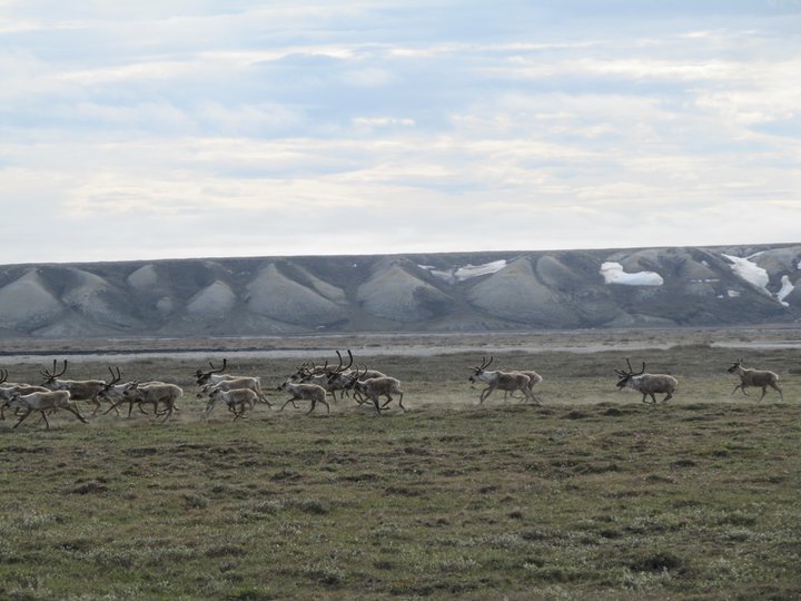 Caribou Thundering Across The Tundra at Franklin Bluffs