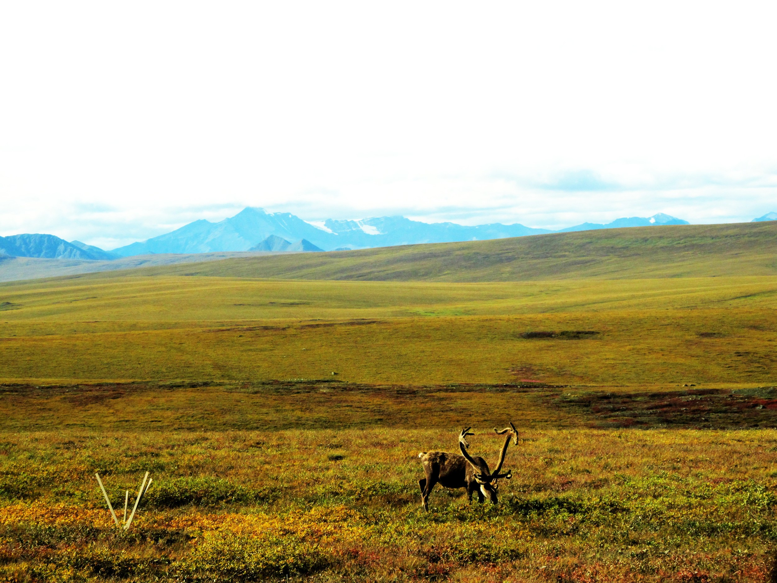 Bull Caribou on the Tundra