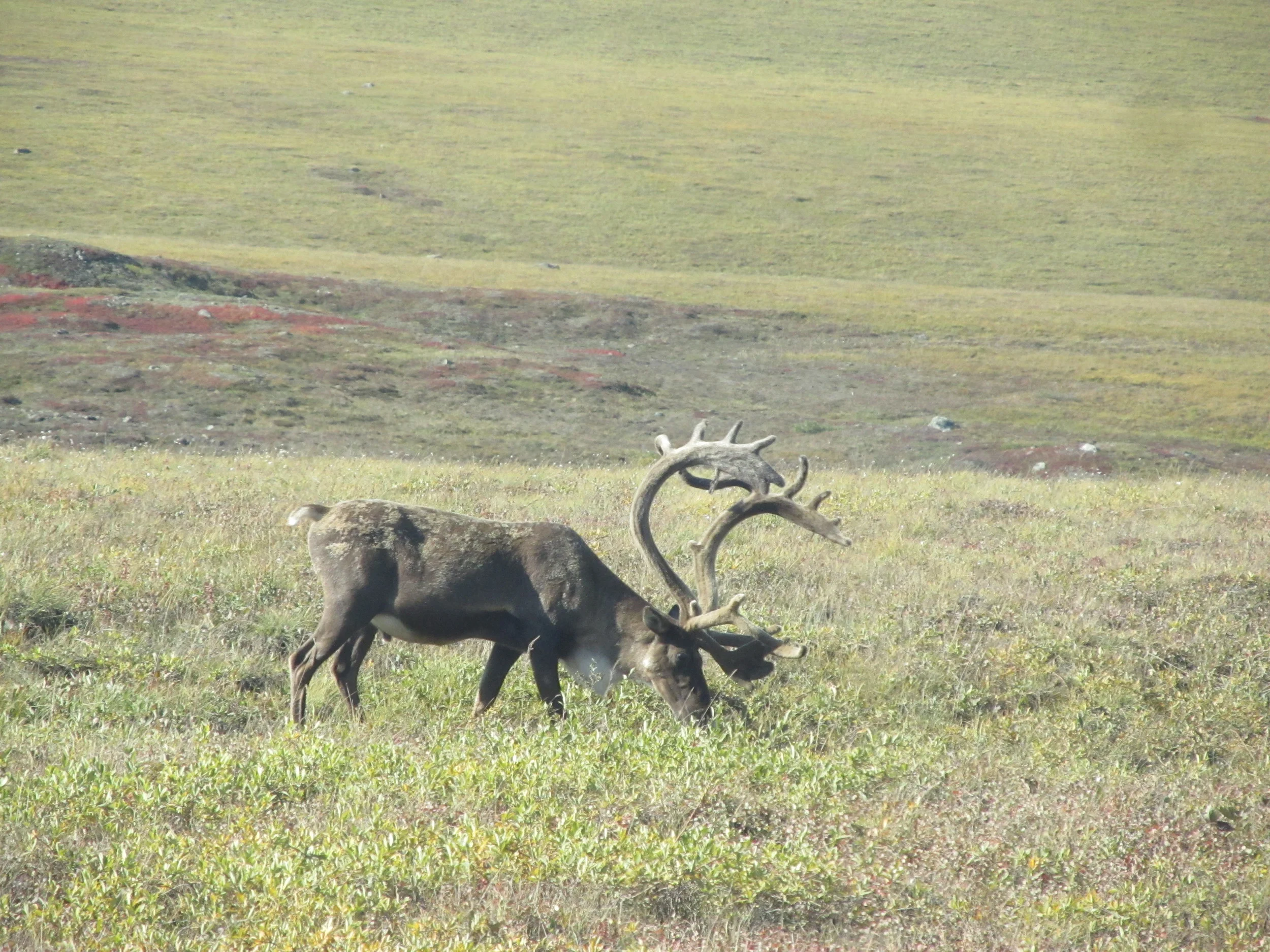 Caribou on the Tundra
