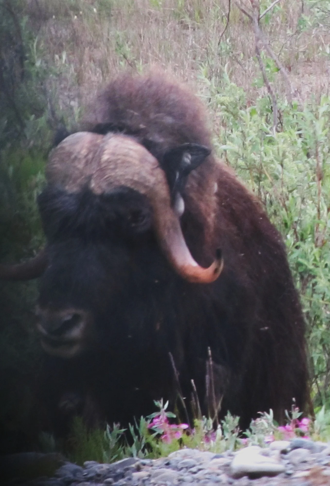 Musk Ox