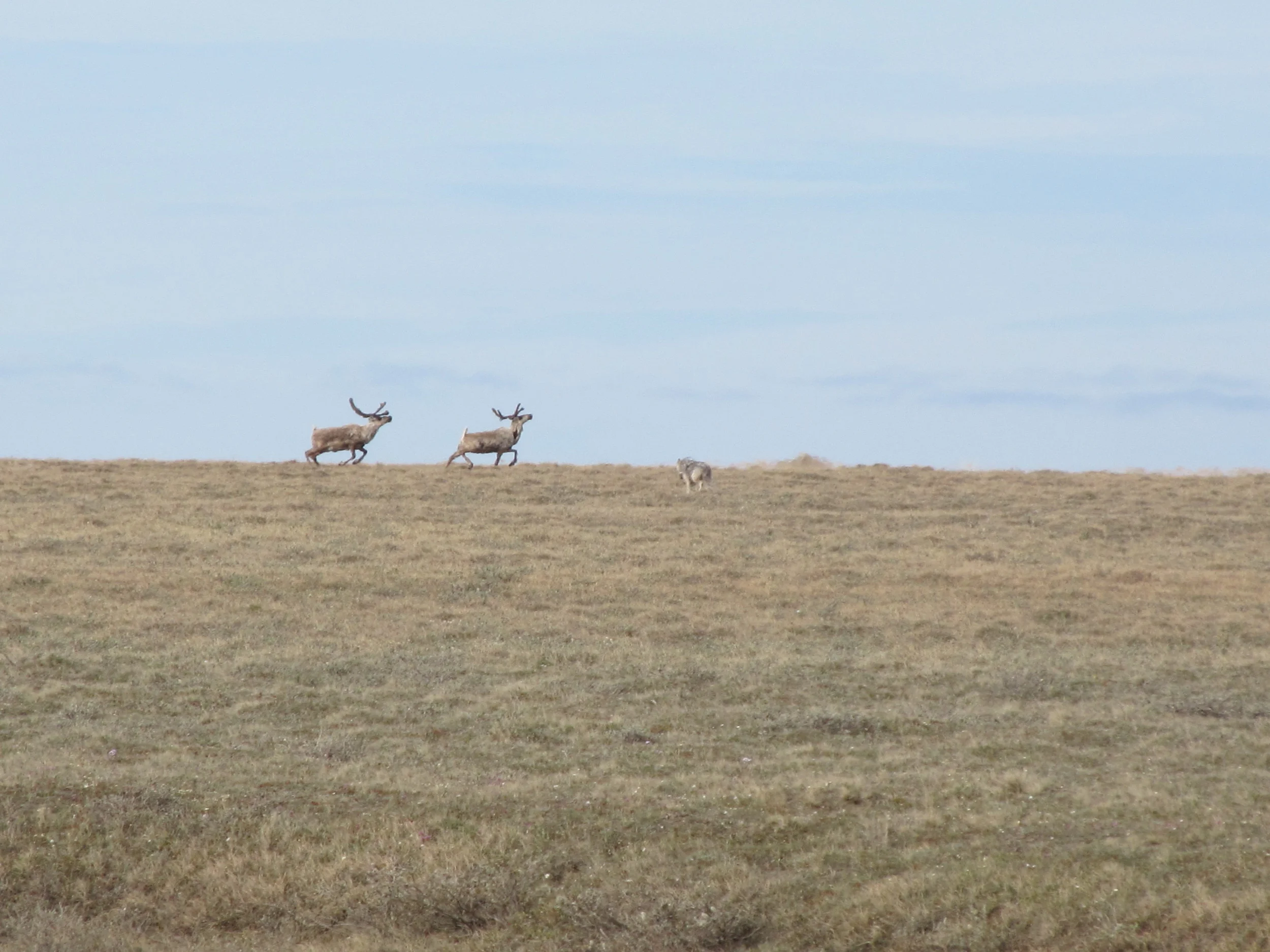 Wolf Chasing Caribou Across the Tundra