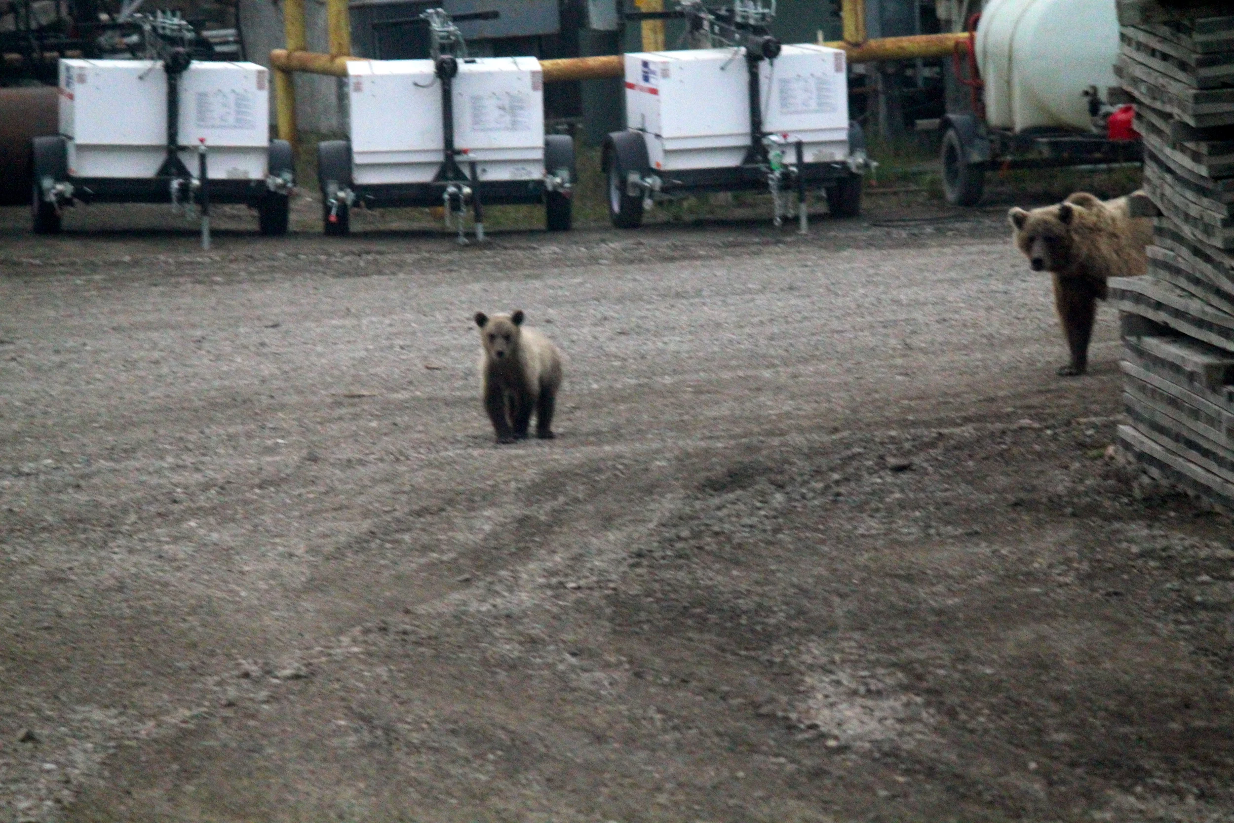 Mom and Cub in Downtown Deadhorse