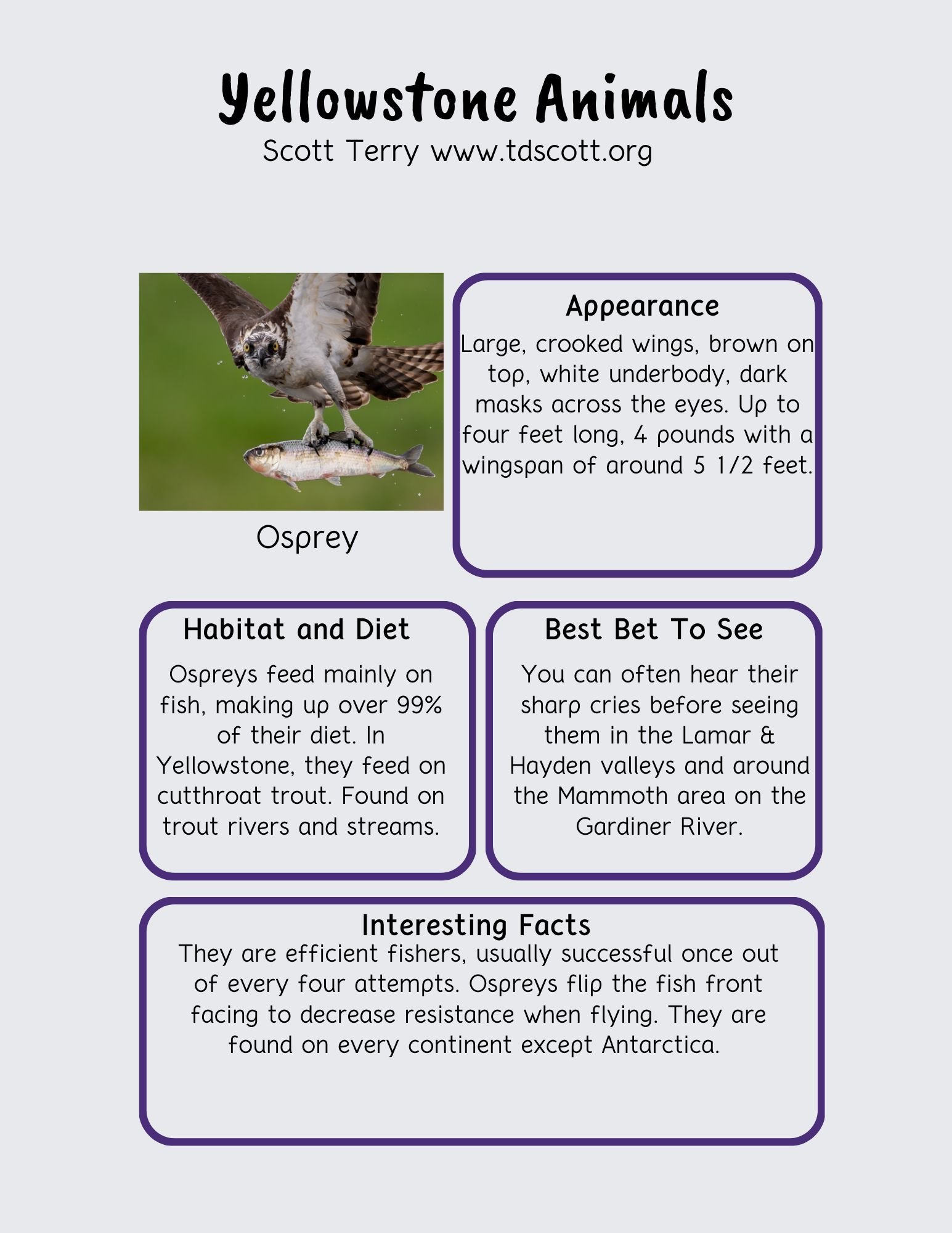 Osprey.jpg