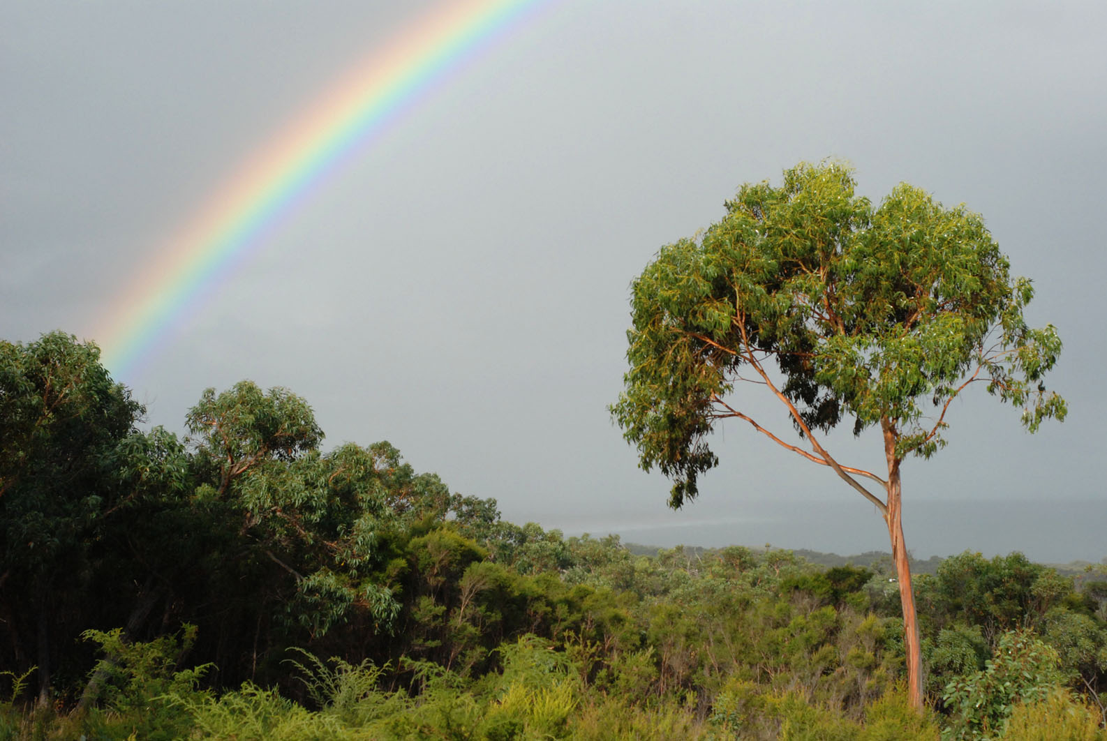 Roadknight rainbow.jpg