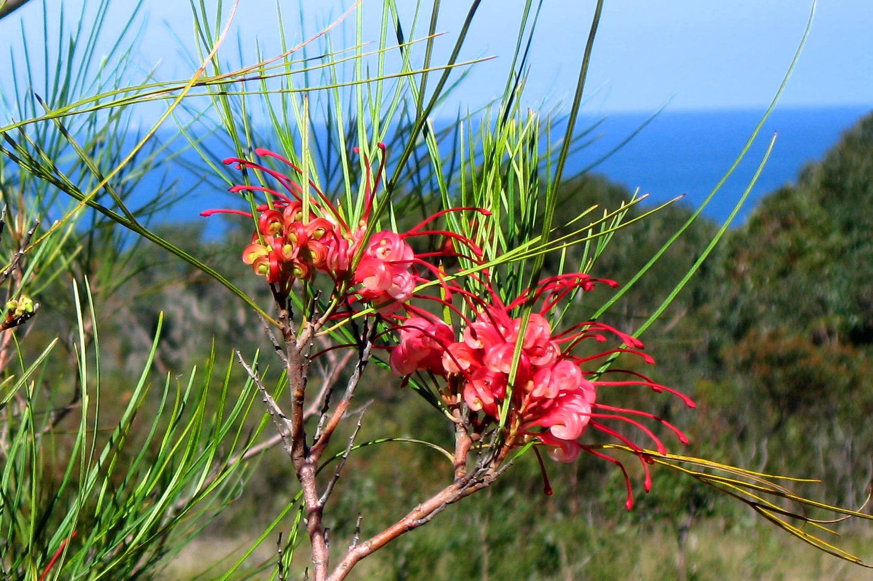 grevillea.jpg