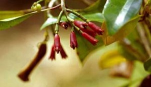    
  
 
  
      Clove      Scientific Name: Syzygium aromaticum      Family Name: Myrtaceae, myrtle     Distilled from the dried flower buds of the evergreen tree Syzygium aromaticum, clove oil is also found under the name Eugenia caryophyllata. Cl