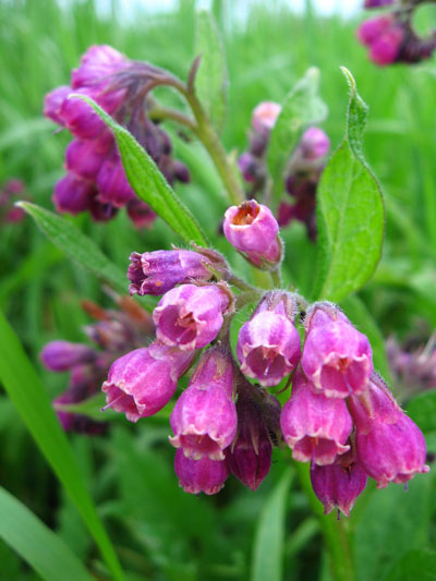    
  
 
  
      Comfrey Leaf      Scientific Name: Symphytum officinale      Family Name: Boraginaceae, forget-me-not      The leaves and flowers of this perennial herb are used topically for their anti-irritant, antiseptic, emollient, mucilaginous