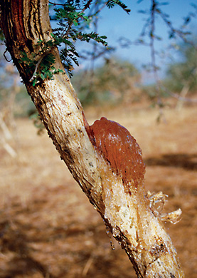    
  
 
  
    Frankincense      Scientific Name: Boswellia carterii or B. thurifera or B. sacra      Family Name: Burseraceae     The essence of frankincense is distilled from the resinous "tears" that the tree produces in order to cicatrize the sm