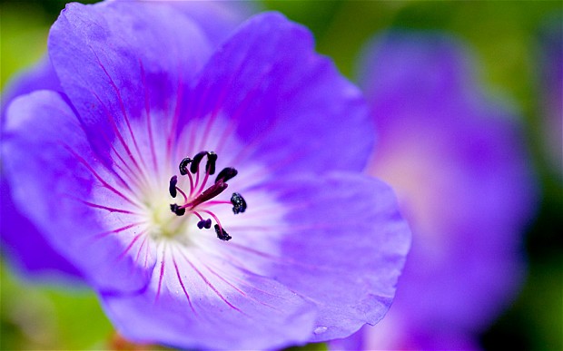    
  
 
  
    Geranium*      Scientific Name: Pelargonium graveolens      Family Name: Geraniaceae     Geranium has great value in skin care and can be used on any type of skin. Properties for skin include: analgesic, anti-irritant, antimicrobial, 