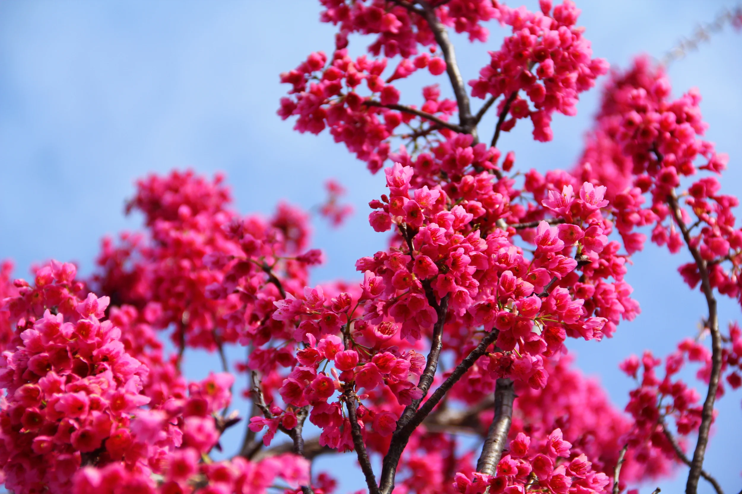 167:365 4-9-14 Blossom