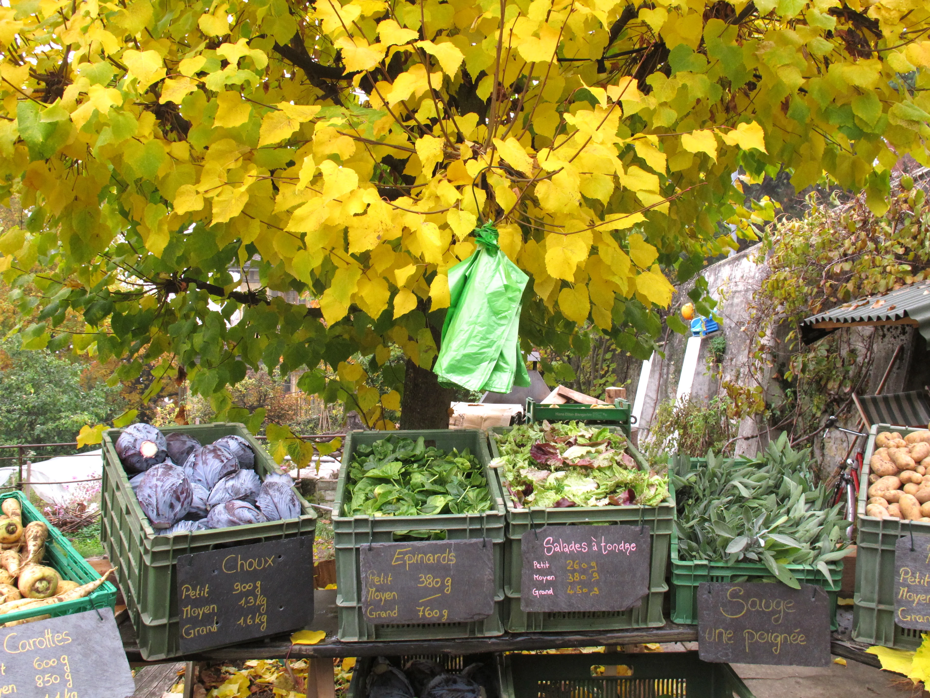 Distribution de légumes