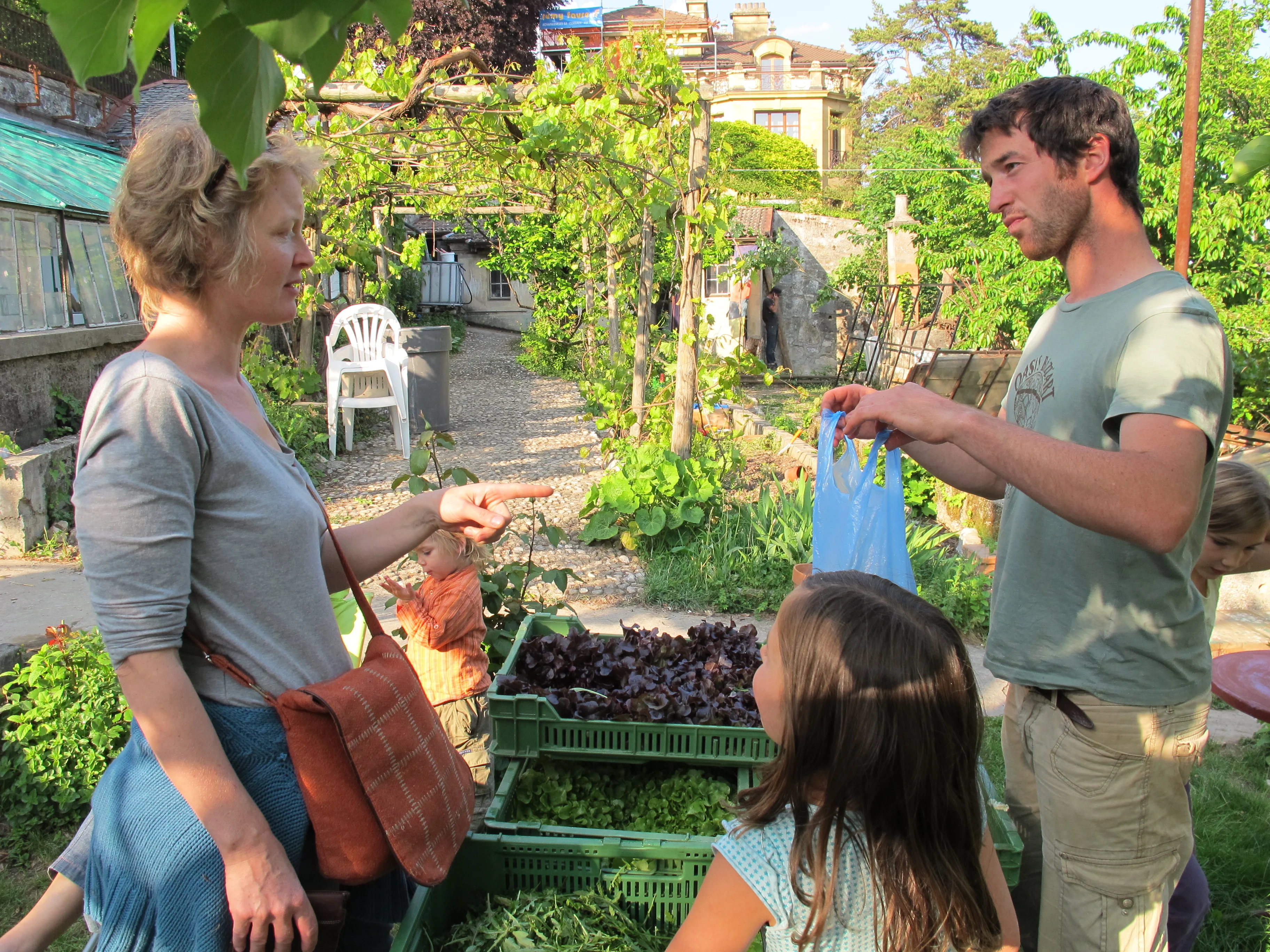 Distribution de légumes