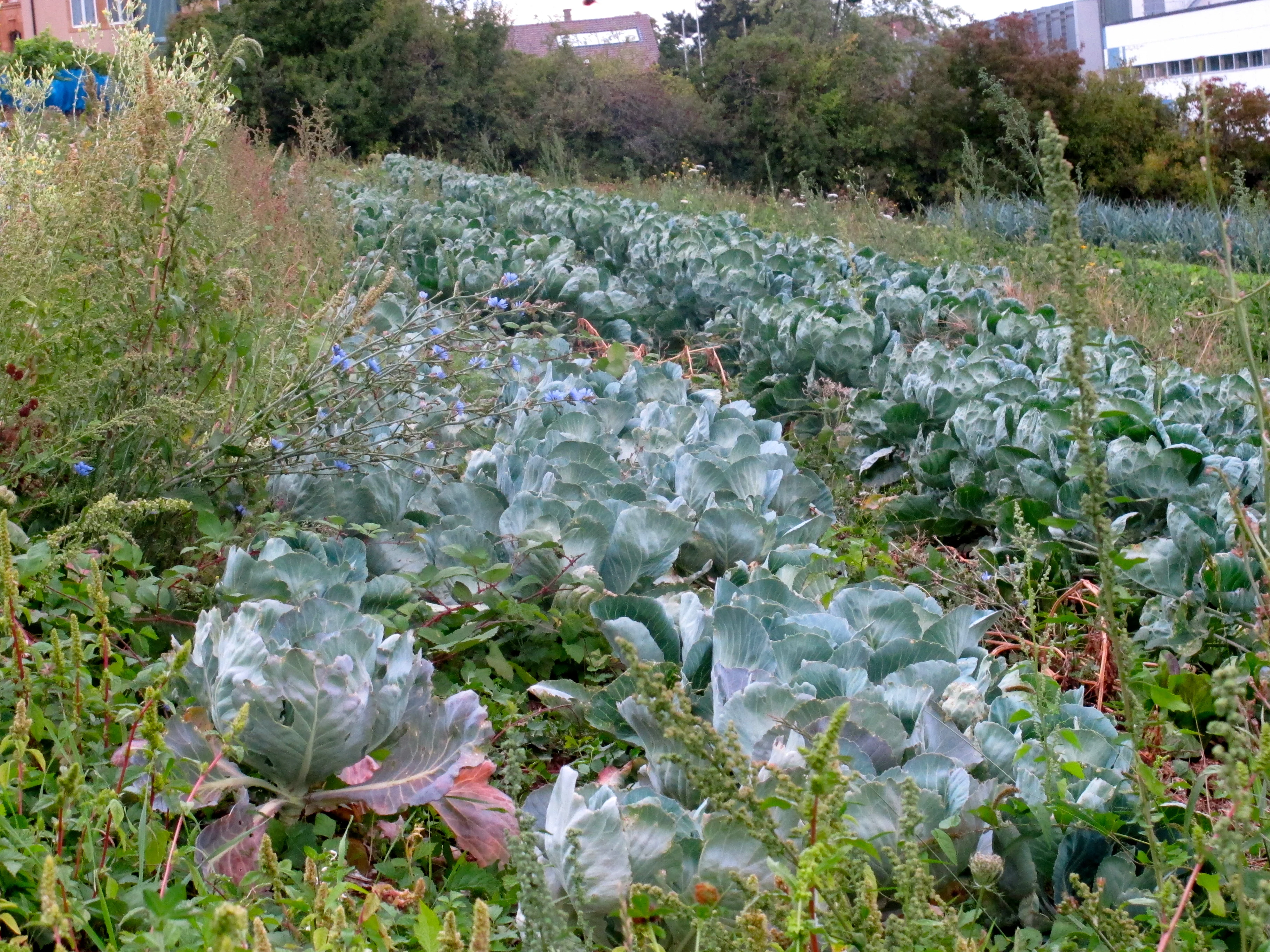 Distribution de légumes