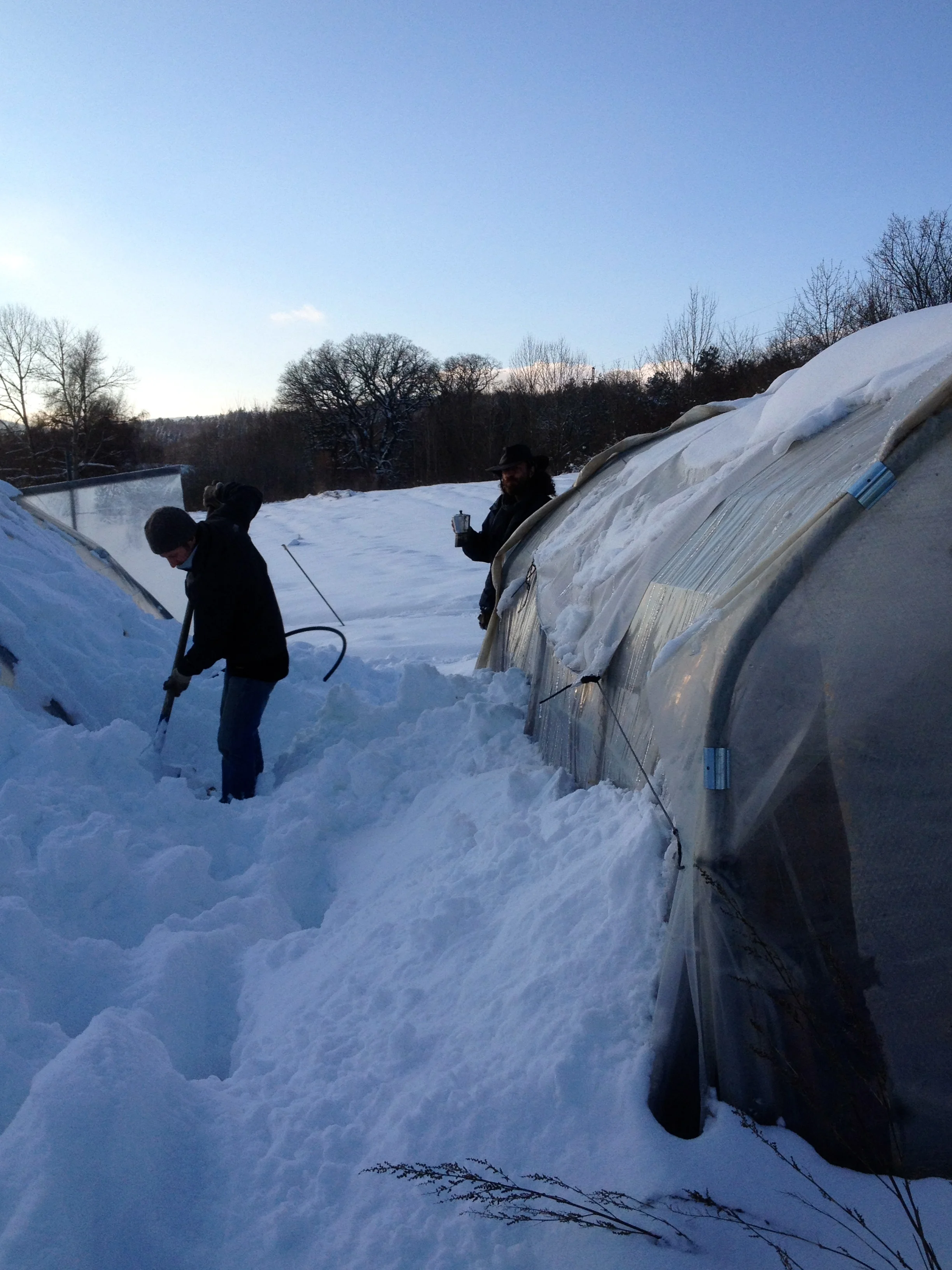 Distribution de légumes