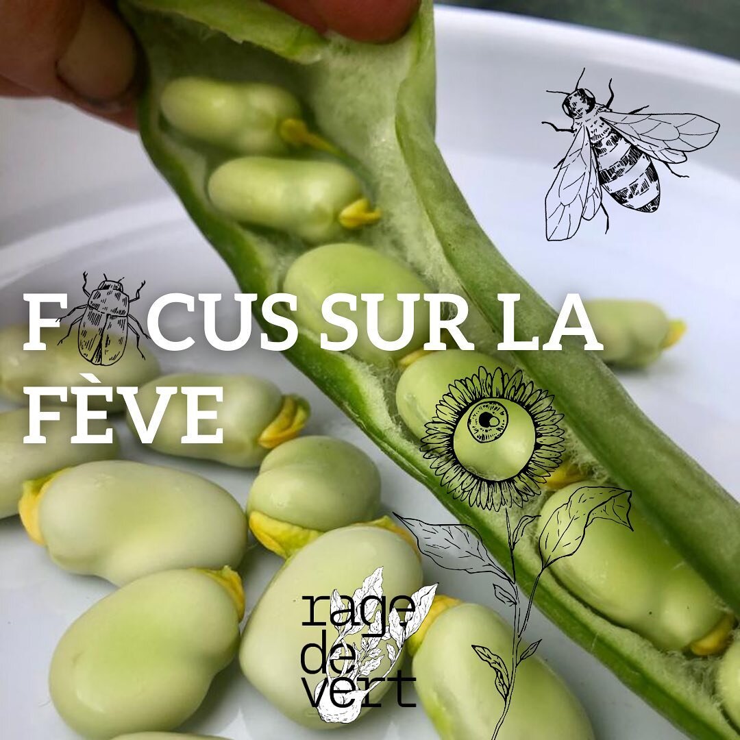 Les jardinier-&egrave;res murmurent &agrave; l&rsquo;oreille des &hellip; #f&egrave;ves 💚!

Chaque mois, on va essayer de te pr&eacute;senter un l&eacute;gume qui se retrouve dans ton panier et ce mois-ci, c&rsquo;est les f&egrave;ves qu&rsquo;on me