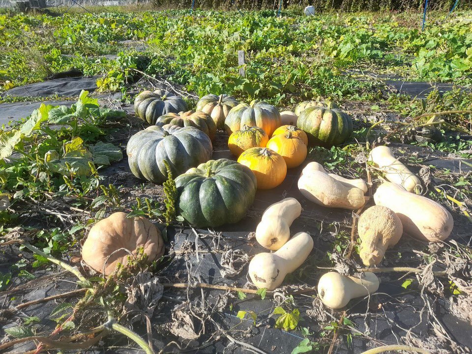 🎃 R&eacute;cemment, on a r&eacute;colt&eacute; les courges &lsquo;Longue de Nice&rsquo; mais il reste encore dans nos champs les Butternuts, les musqu&eacute;s de Provence et encore d&rsquo;autres d&eacute;licieuses cucurbitac&eacute;es !

🧺 On a p