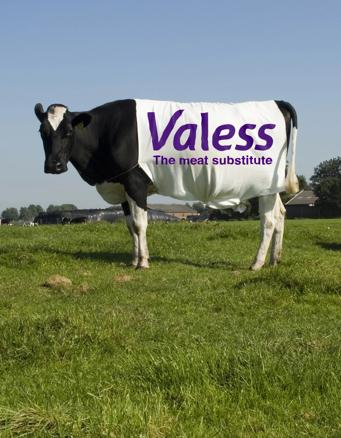 Valess lone cow GB su#2248E.jpg