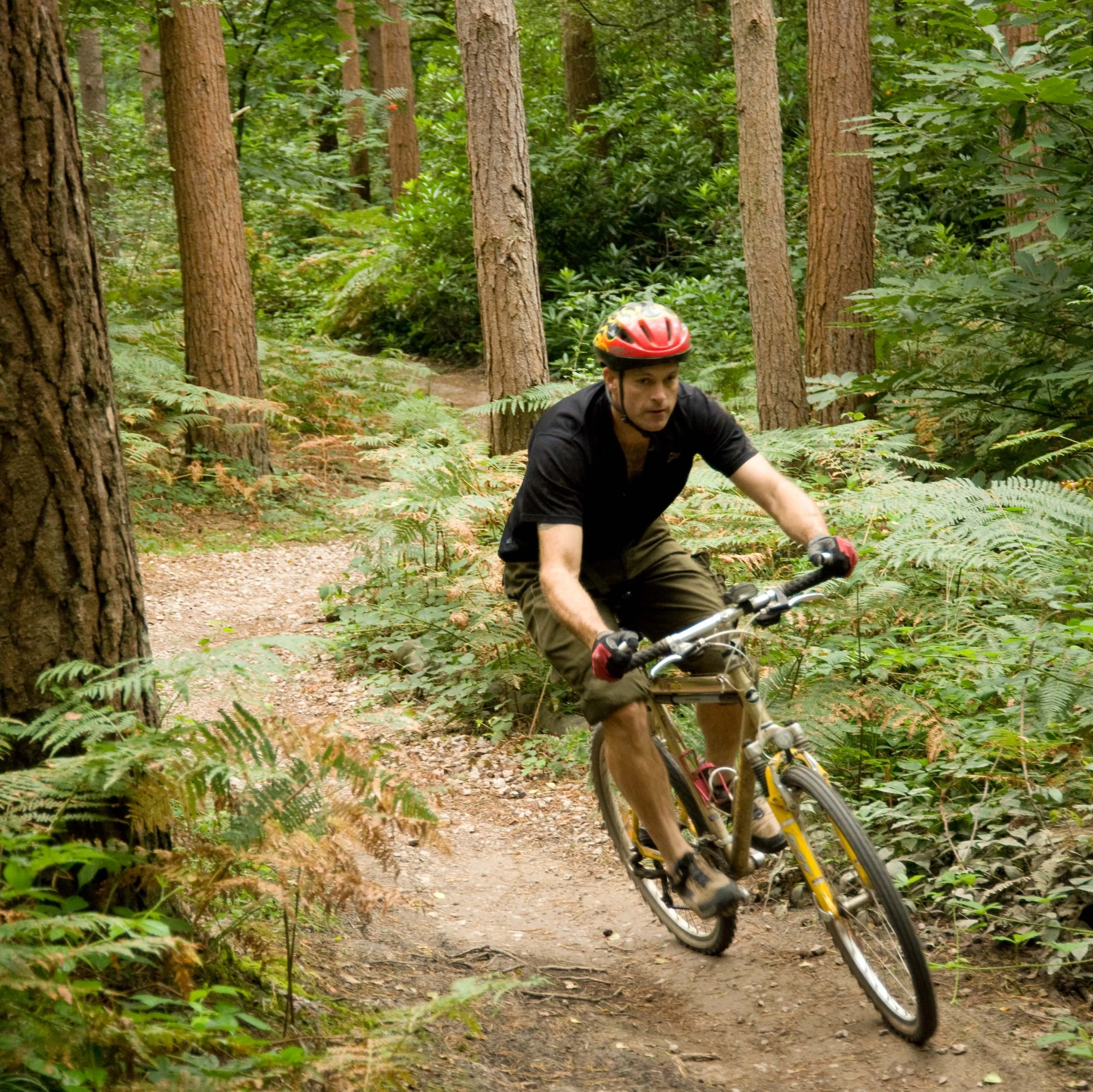 Image: Forestry Commission Picture Library/John McFarlane
