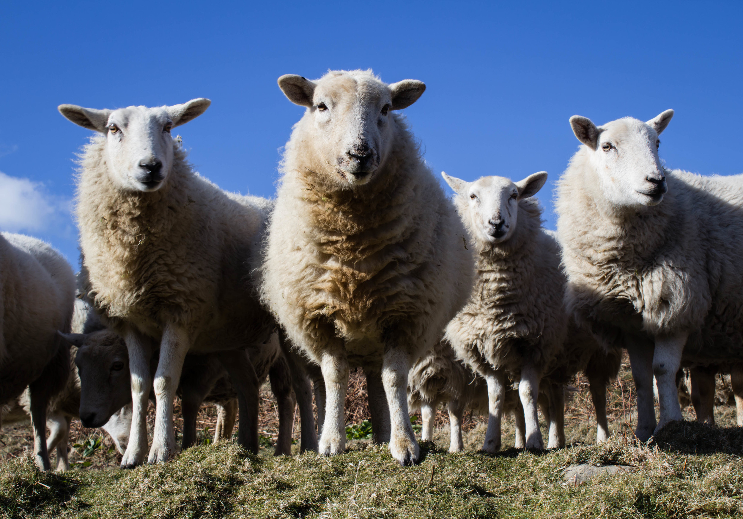 sheep!.jpg