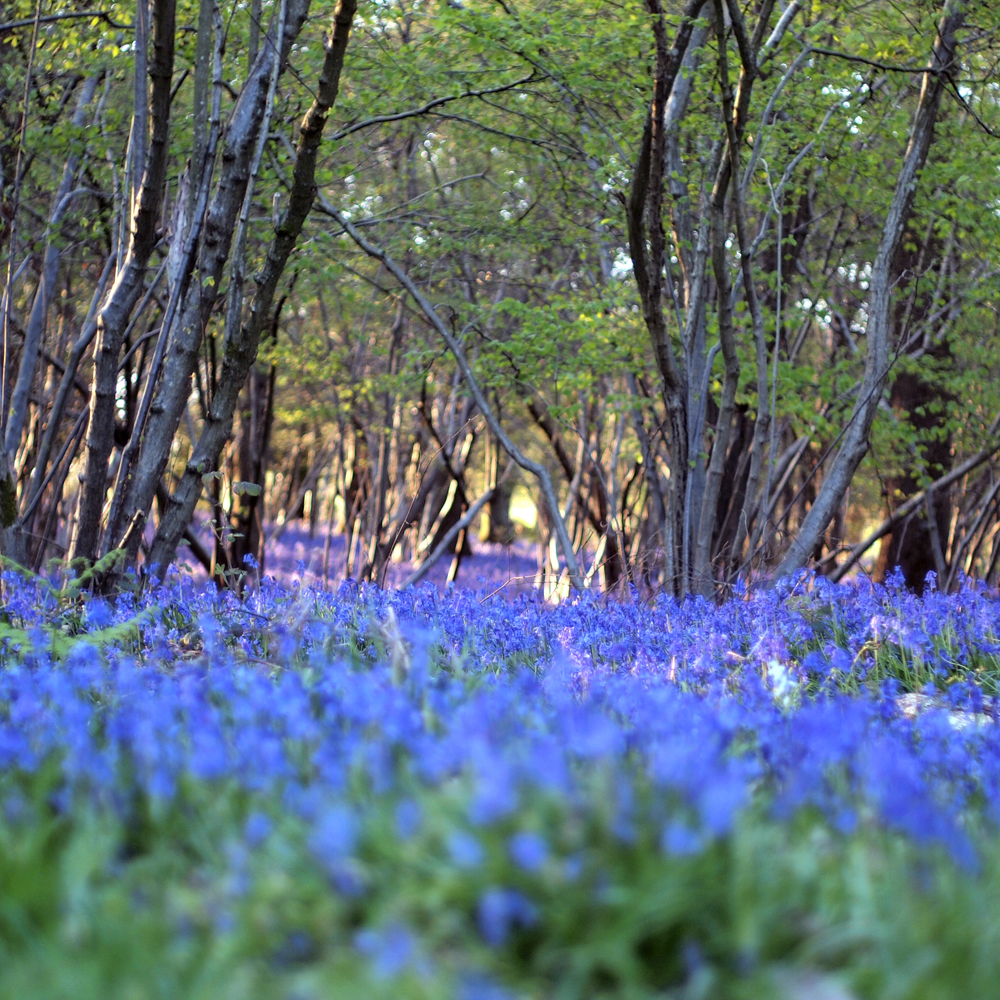 bluebells.jpg