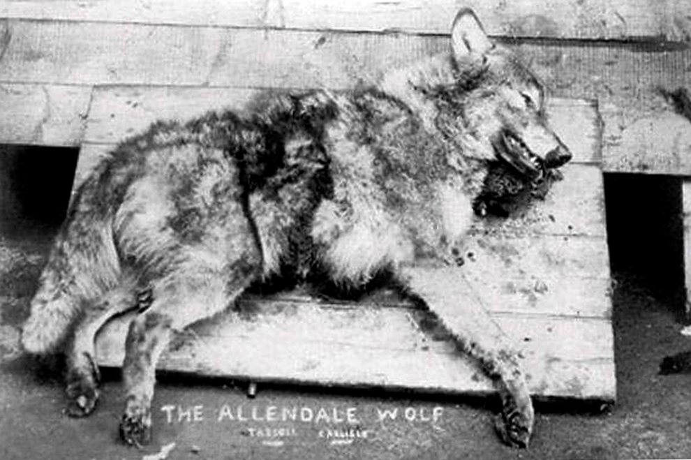 The Hexham Wolf, also known as The Allendale Wolf