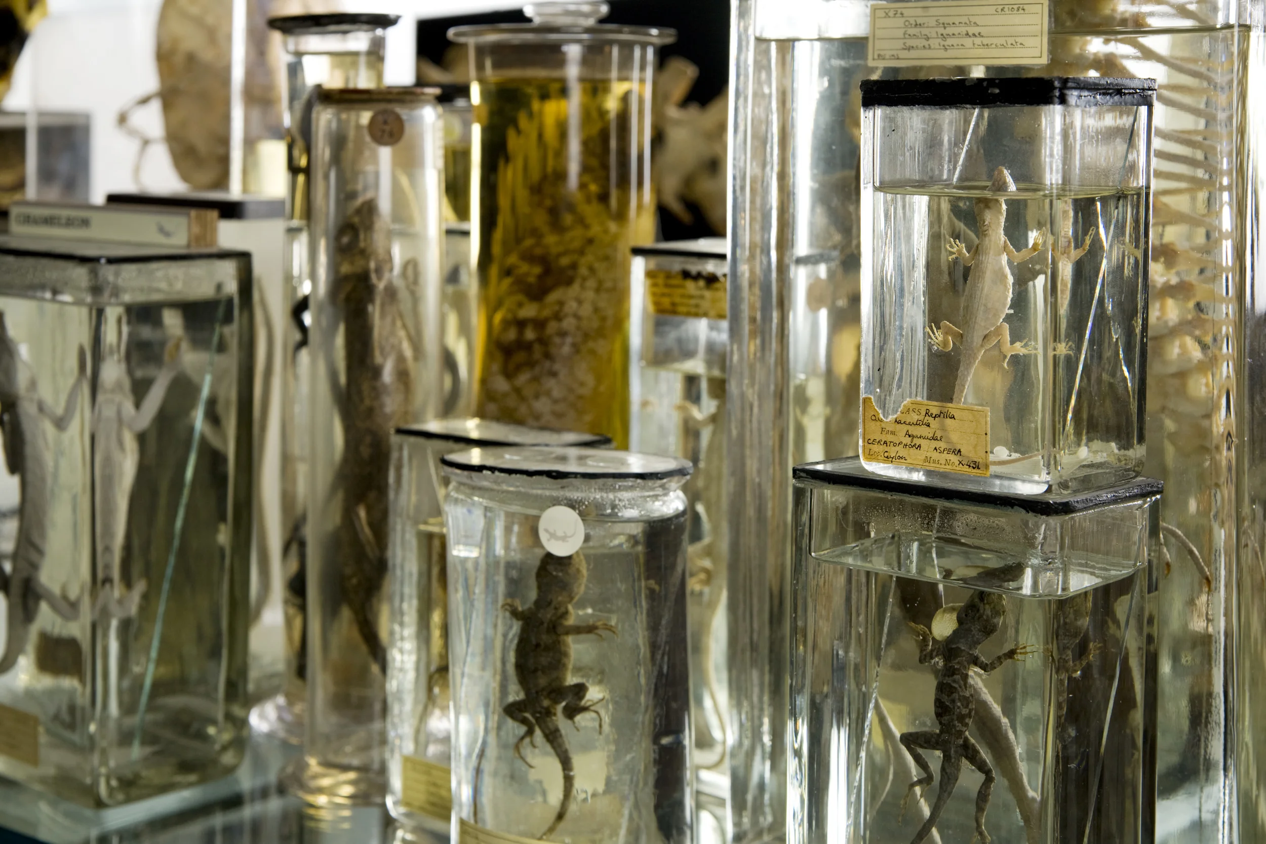 © UCL Grant Museum of Zoology/Matt Clayton