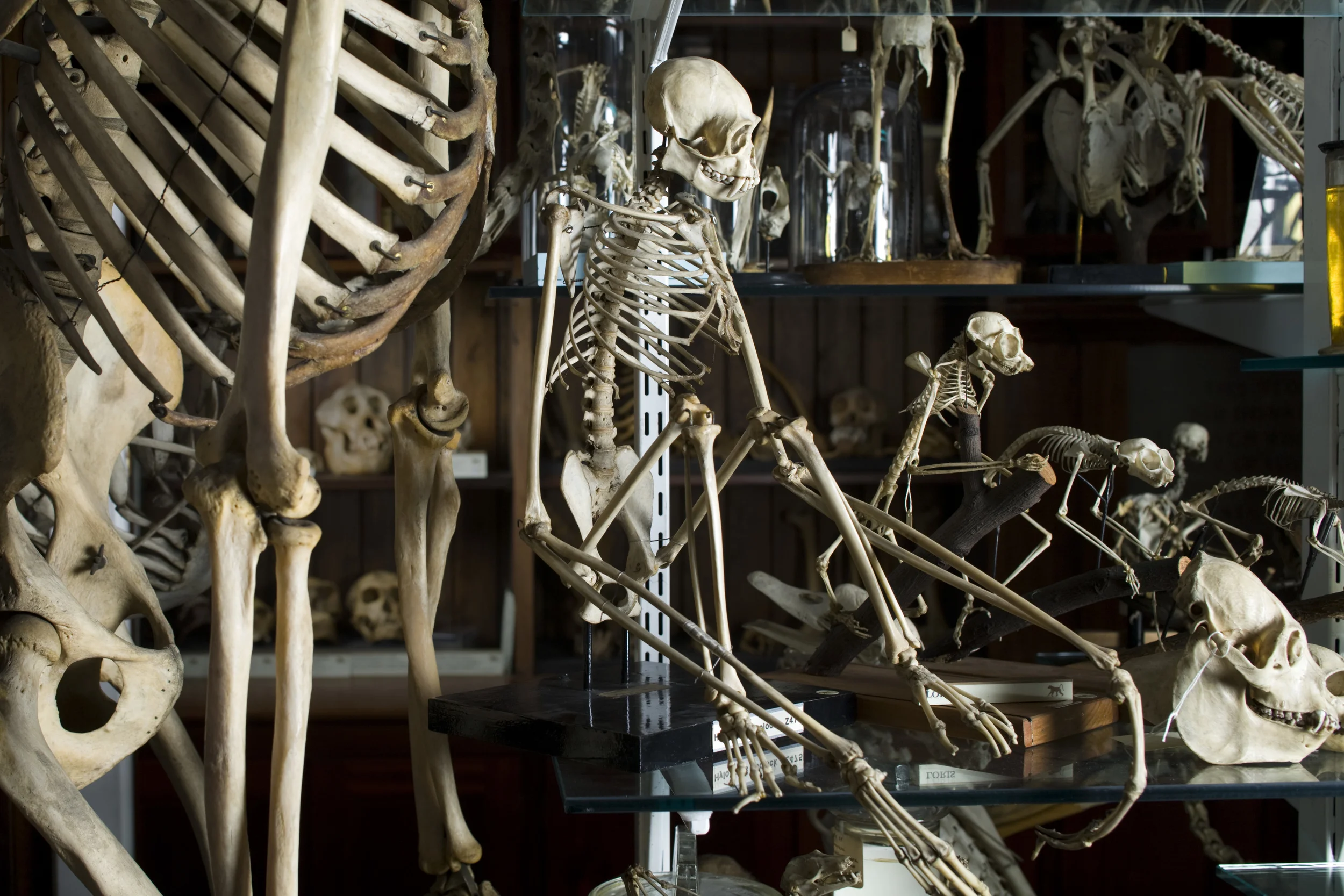 © UCL Grant Museum of Zoology/Matt Clayton